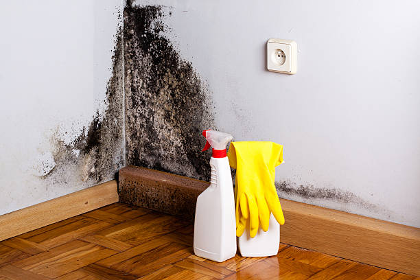 Best Bathroom Mold Remediation in Gotha, FL